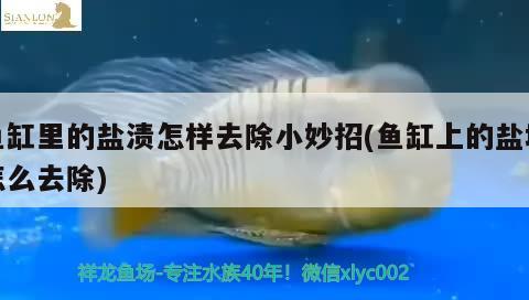 魚缸里的鹽漬怎樣去除小妙招(魚缸上的鹽垢怎么去除) 恐龍王魚