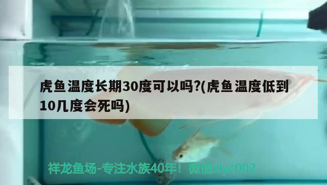 虎魚溫度長期30度可以嗎?(虎魚溫度低到10幾度會死嗎)