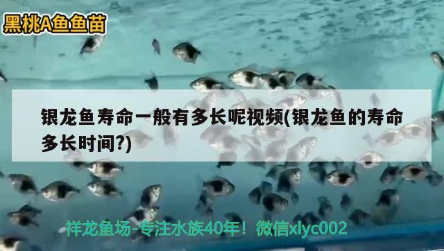 銀龍魚壽命一般有多長呢視頻(銀龍魚的壽命多長時間?)