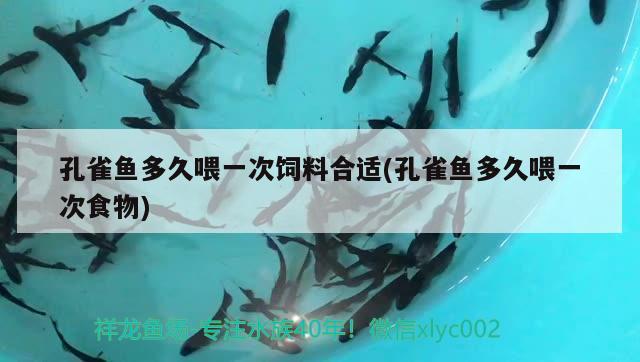 孔雀魚多久喂一次飼料合適(孔雀魚多久喂一次食物) 觀賞魚