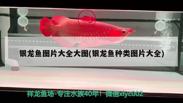 銀龍魚圖片大全大圖(銀龍魚種類圖片大全) 銀龍魚