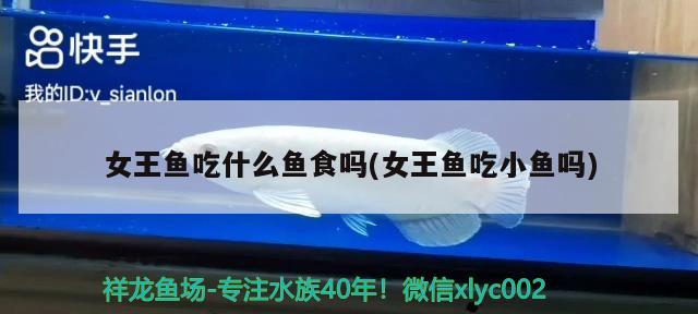 女王魚吃什么魚食嗎(女王魚吃小魚嗎) 觀賞魚