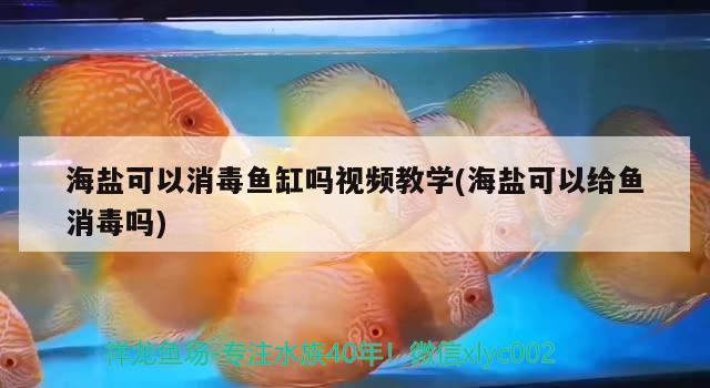 海鹽可以消毒魚缸嗎視頻教學(海鹽可以給魚消毒嗎)