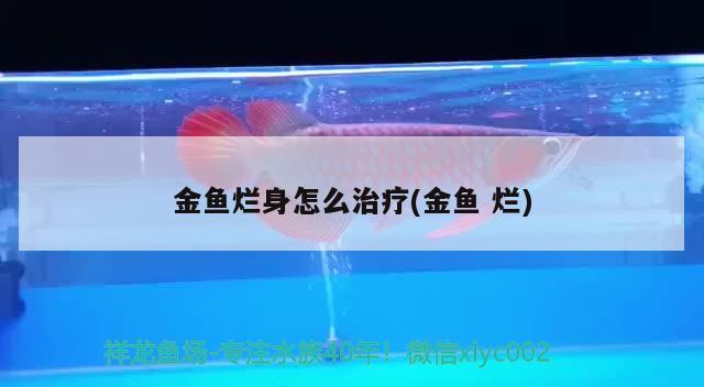 金魚爛身怎么治療(金魚爛) 觀賞魚