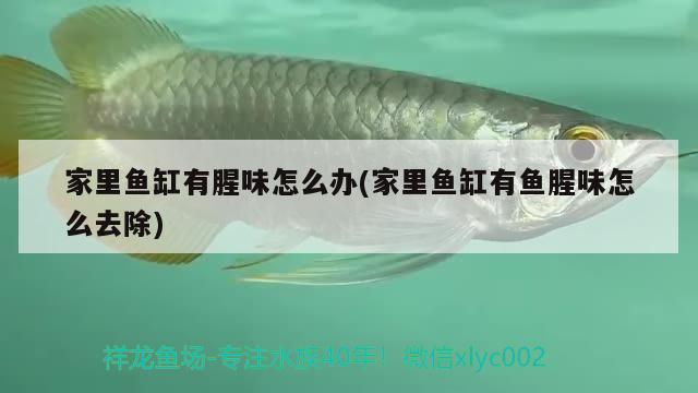 家里魚缸有腥味怎么辦(家里魚缸有魚腥味怎么去除)