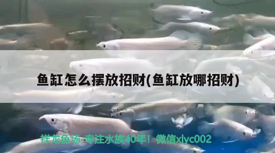 魚缸怎么擺放招財(cái)(魚缸放哪招財(cái))