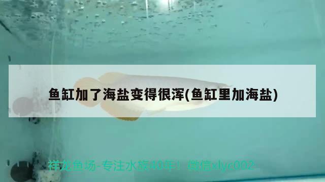 魚(yú)缸加了海鹽變得很渾(魚(yú)缸里加海鹽) 小型觀賞魚(yú) 第2張