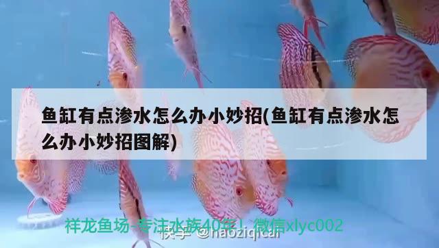 魚缸有點滲水怎么辦小妙招(魚缸有點滲水怎么辦小妙招圖解) 雪龍魚