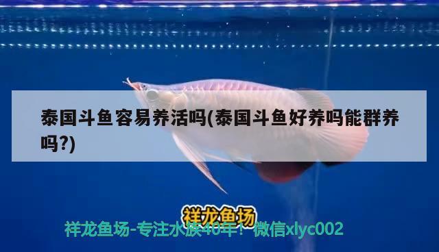 泰國(guó)斗魚(yú)容易養(yǎng)活嗎(泰國(guó)斗魚(yú)好養(yǎng)嗎能群養(yǎng)嗎?)