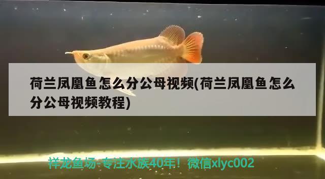 荷蘭鳳凰魚怎么分公母視頻(荷蘭鳳凰魚怎么分公母視頻教程)