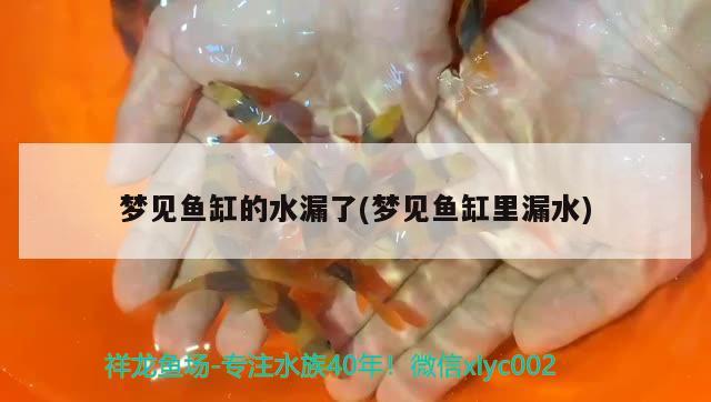 夢(mèng)見魚缸的水漏了(夢(mèng)見魚缸里漏水)