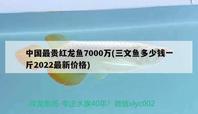 中國最貴紅龍魚7000萬(三文魚多少錢一斤2022最新價(jià)格)