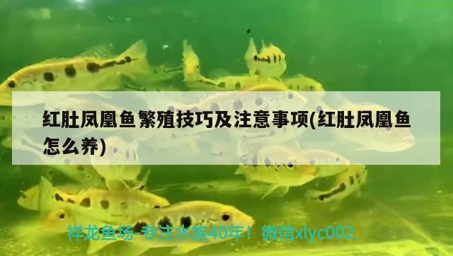 紅肚鳳凰魚繁殖技巧及注意事項(紅肚鳳凰魚怎么養(yǎng))