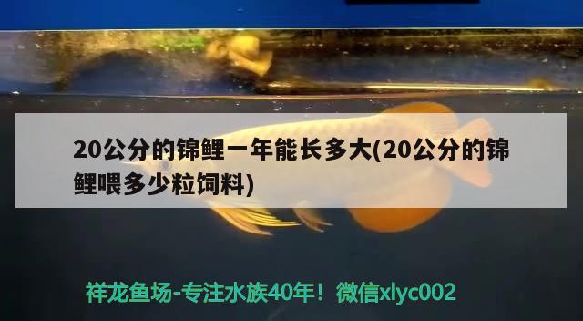 20公分的錦鯉一年能長多大(20公分的錦鯉喂多少粒飼料)