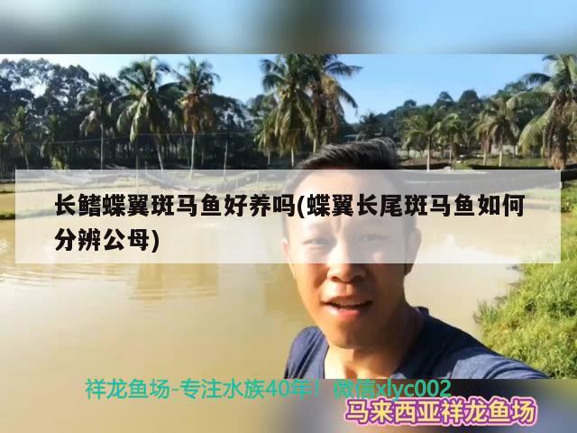 長鰭蝶翼斑馬魚好養(yǎng)嗎(蝶翼長尾斑馬魚如何分辨公母)