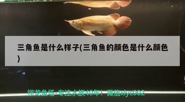 三角魚是什么樣子(三角魚的顏色是什么顏色) 觀賞魚