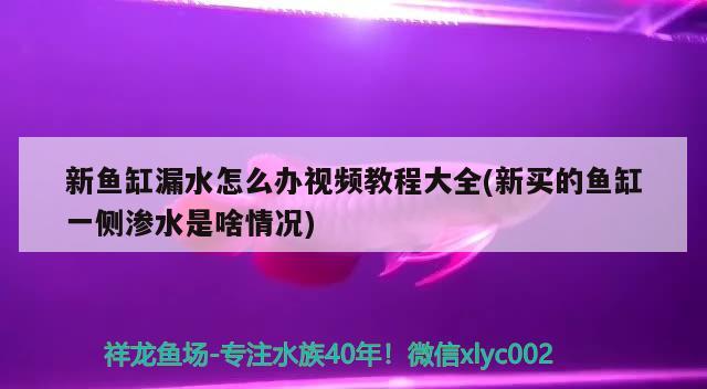 新魚缸漏水怎么辦視頻教程大全(新買的魚缸一側(cè)滲水是啥情況) 戰(zhàn)車紅龍魚