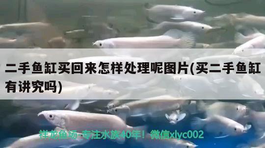 二手魚(yú)缸買(mǎi)回來(lái)怎樣處理呢圖片(買(mǎi)二手魚(yú)缸有講究嗎)