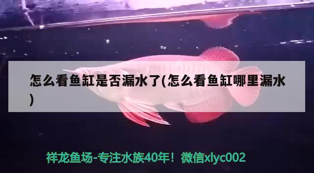 怎么看魚(yú)缸是否漏水了(怎么看魚(yú)缸哪里漏水) 祥禾Super Red紅龍魚(yú)