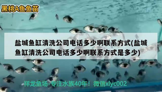 鹽城魚缸清洗公司電話多少啊聯(lián)系方式(鹽城魚缸清洗公司電話多少啊聯(lián)系方式是多少) 巴西亞魚苗