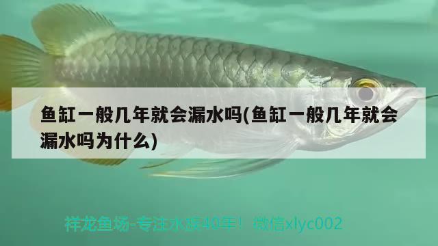 魚缸一般幾年就會漏水嗎(魚缸一般幾年就會漏水嗎為什么)