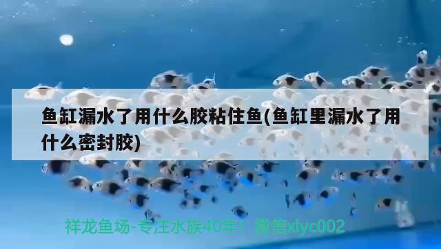 魚缸漏水了用什么膠粘住魚(魚缸里漏水了用什么密封膠)