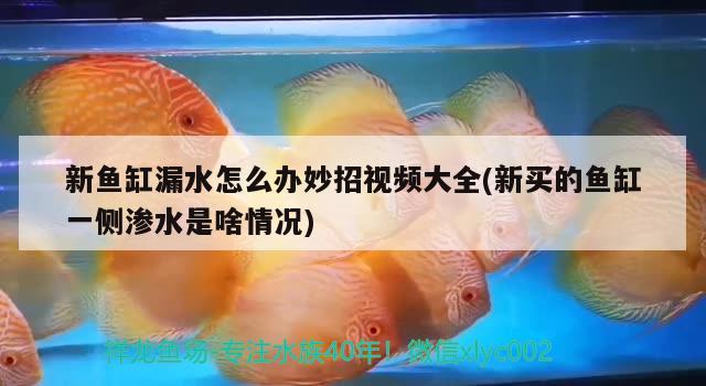 新魚(yú)缸漏水怎么辦妙招視頻大全(新買(mǎi)的魚(yú)缸一側(cè)滲水是啥情況)