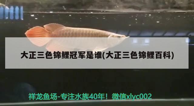 大正三色錦鯉冠軍是誰(大正三色錦鯉百科) 三色錦鯉魚