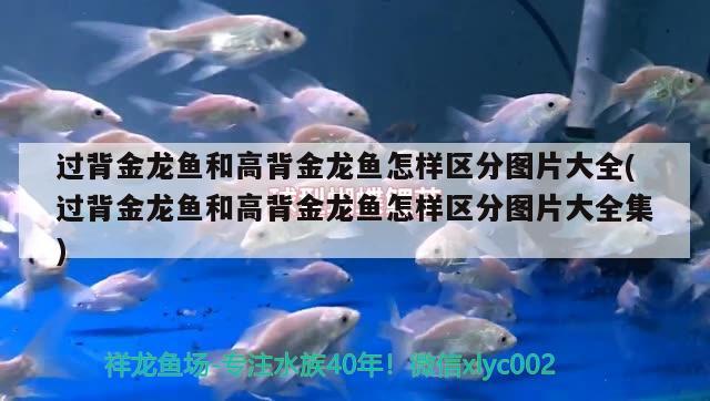 過背金龍魚和高背金龍魚怎樣區(qū)分圖片大全(過背金龍魚和高背金龍魚怎樣區(qū)分圖片大全集) 高背金龍魚