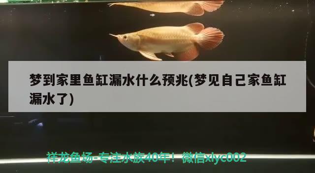 夢(mèng)到家里魚(yú)缸漏水什么預(yù)兆(夢(mèng)見(jiàn)自己家魚(yú)缸漏水了)