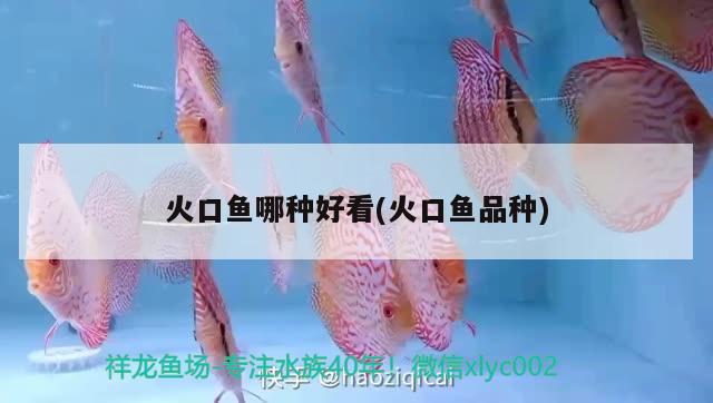 火口魚(yú)哪種好看(火口魚(yú)品種)