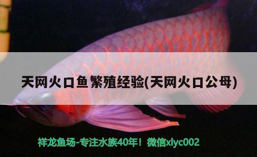 天網(wǎng)火口魚繁殖經(jīng)驗(天網(wǎng)火口公母)