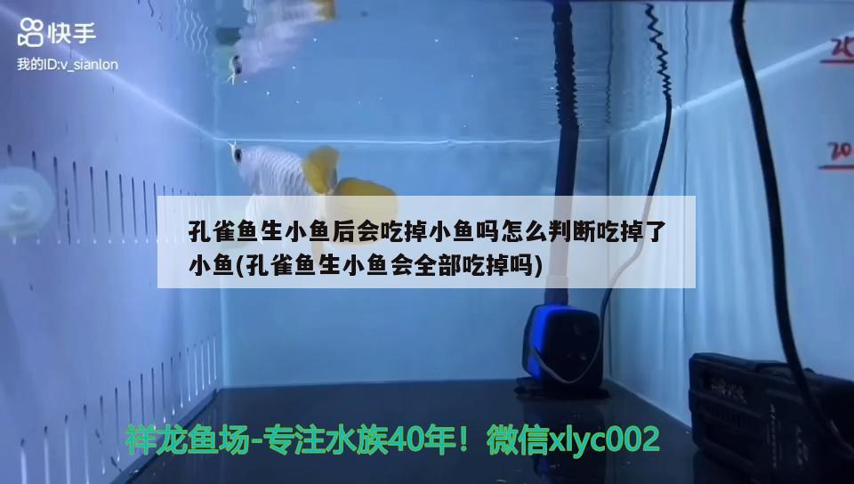 孔雀魚生小魚后會吃掉小魚嗎怎么判斷吃掉了小魚(孔雀魚生小魚會全部吃掉嗎)