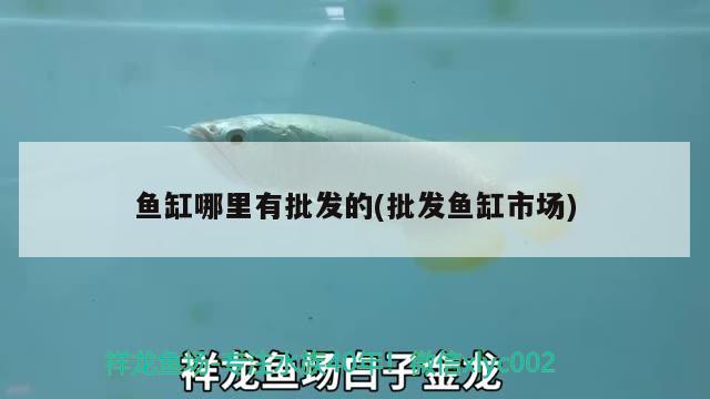 魚缸哪里有批發(fā)的(批發(fā)魚缸市場(chǎng)) 大正錦鯉魚