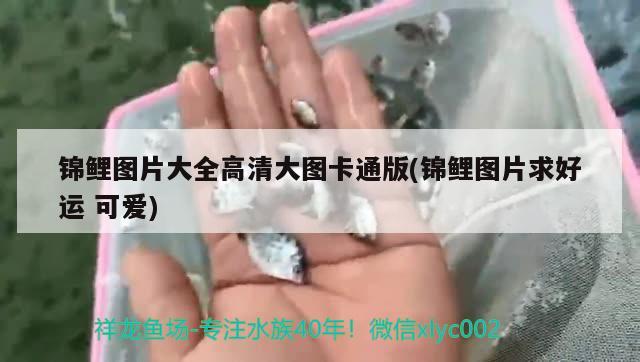 錦鯉圖片大全高清大圖卡通版(錦鯉圖片求好運可愛) 觀賞魚