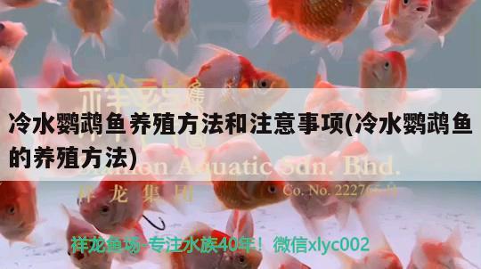 冷水鸚鵡魚養(yǎng)殖方法和注意事項(xiàng)(冷水鸚鵡魚的養(yǎng)殖方法) 鸚鵡魚