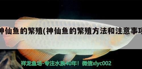 神仙魚的繁殖(神仙魚的繁殖方法和注意事項)