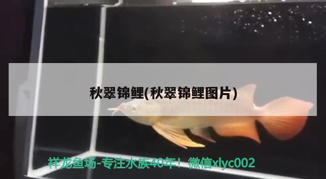 秋翠錦鯉(秋翠錦鯉圖片) 觀賞魚