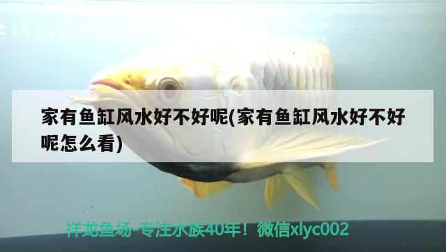 家有魚缸風水好不好呢(家有魚缸風水好不好呢怎么看)