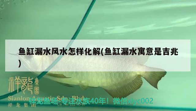 魚缸漏水風(fēng)水怎樣化解(魚缸漏水寓意是吉兆)