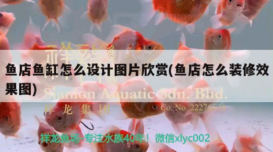 魚店魚缸怎么設(shè)計(jì)圖片欣賞(魚店怎么裝修效果圖) 白化火箭