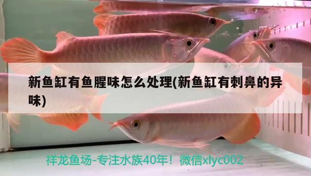 新魚(yú)缸有魚(yú)腥味怎么處理(新魚(yú)缸有刺鼻的異味) 大白鯊魚(yú)