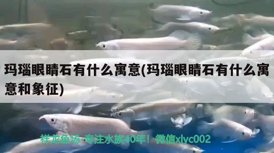 瑪瑙眼睛石有什么寓意(瑪瑙眼睛石有什么寓意和象征) 觀賞魚