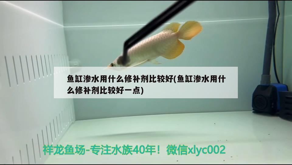 魚缸滲水用什么修補(bǔ)劑比較好(魚缸滲水用什么修補(bǔ)劑比較好一點) 純血皇冠黑白魟魚