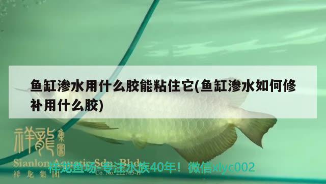 魚(yú)缸滲水用什么膠能粘住它(魚(yú)缸滲水如何修補(bǔ)用什么膠) 充氧泵