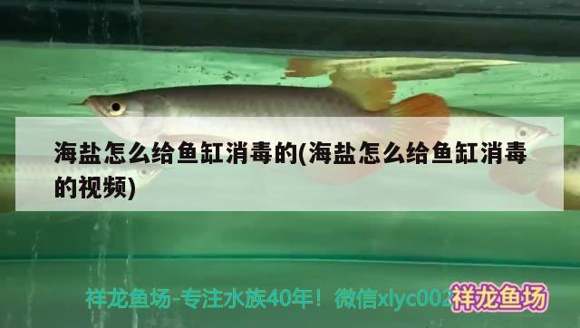 海鹽怎么給魚(yú)缸消毒的(海鹽怎么給魚(yú)缸消毒的視頻) 其他益生菌