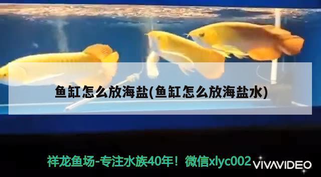 魚缸怎么放海鹽(魚缸怎么放海鹽水)