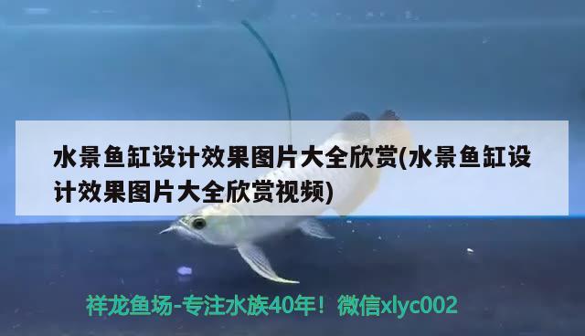 水景魚缸設(shè)計(jì)效果圖片大全欣賞(水景魚缸設(shè)計(jì)效果圖片大全欣賞視頻)