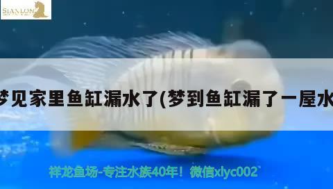 夢見家里魚缸漏水了(夢到魚缸漏了一屋水) 白化巴西龜（白巴）