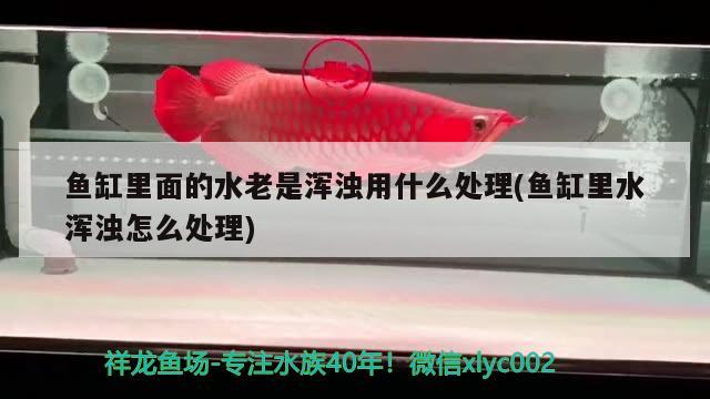 魚缸里面的水老是渾濁用什么處理(魚缸里水渾濁怎么處理) 觀賞魚